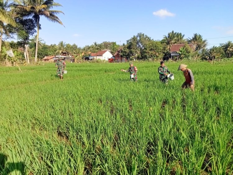 Babinsa Mandiraja Dampingi Petani Lakukan Pemupukan Dorong Ketahanan Pangan Daerah