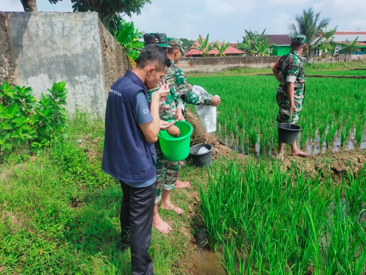 Pemupukan Tanaman Padi