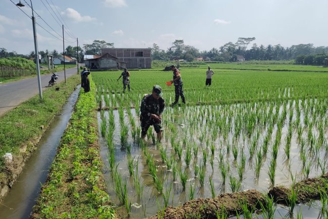 Kemanunggalan TNI dan Petani, Koramil 15 Rakit Turun Langsung Bantu Pemupukan Padi