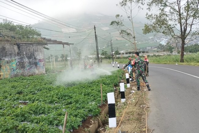 Cegah Hama Dan Jamur Koramil  05/Batur Bantu Penyemprotan Tanaman Kentang