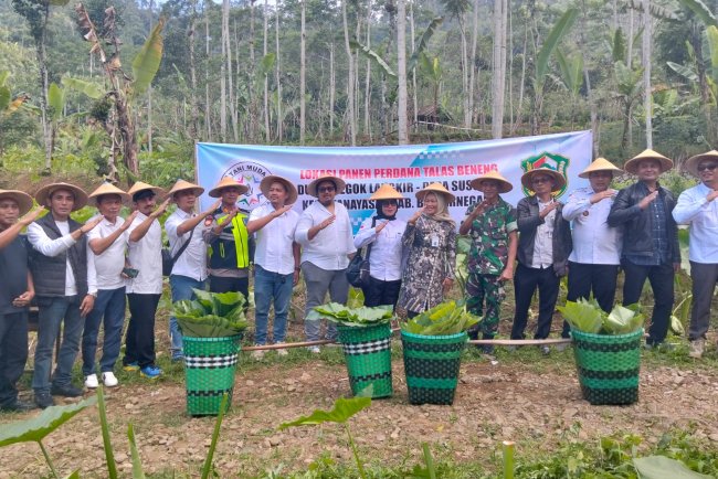 Danramil 17 Wanayasa Hadiri Panen Raya Daun Talas Beneng