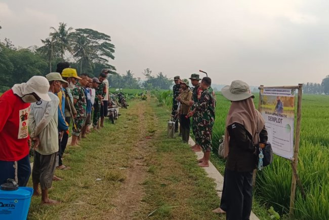 Koramil 09 Susukan Bersinergi Dengan BPP Membantu Petani Dalam Pengendalian Hama Wereng