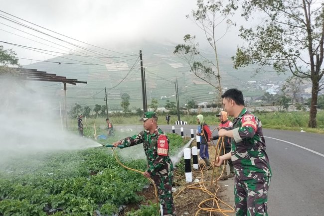 Cegah Hama Dan Jamur Koramil  05 Batur Bantu Penyemprotan Tanaman Kentang