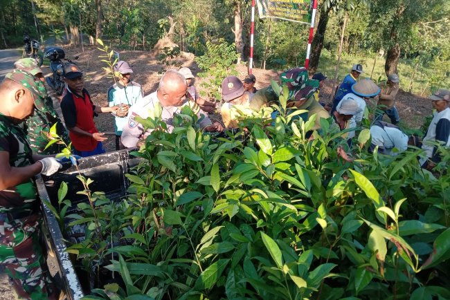 Bibit Tanaman Keras Mulai Didatangkan untuk Program Penghijauan TMMD Reguler 125 Kodim 0710/Pekalongan di Desa Windurojo
