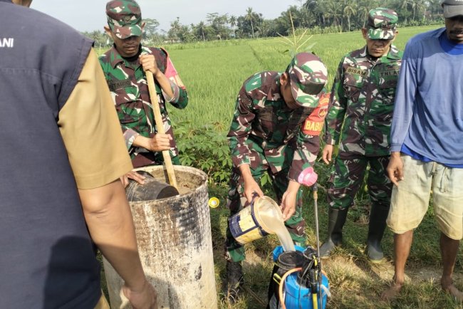 Koramil Bersama Dengan Bpp Mendampingi Petani Penyemprotan Pengendalian Hama Wereng Coklat