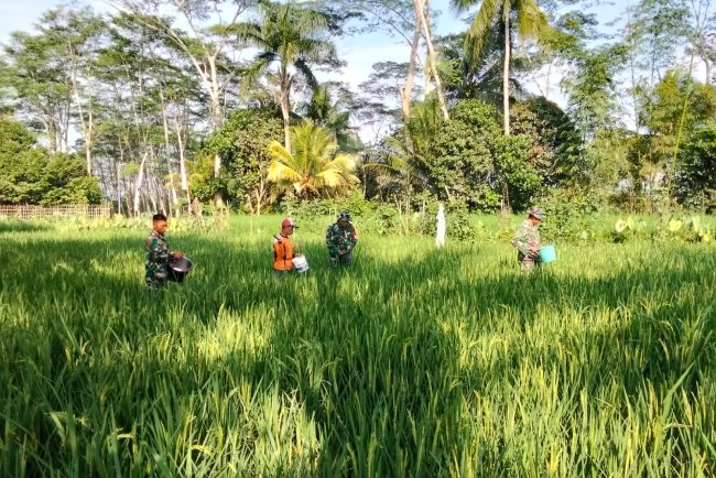 Danramil Dan Babinsa Bantu Petani Pupuk Padi Guna Meningkatkan Hasil Panen Padi Agar Lebih Baik