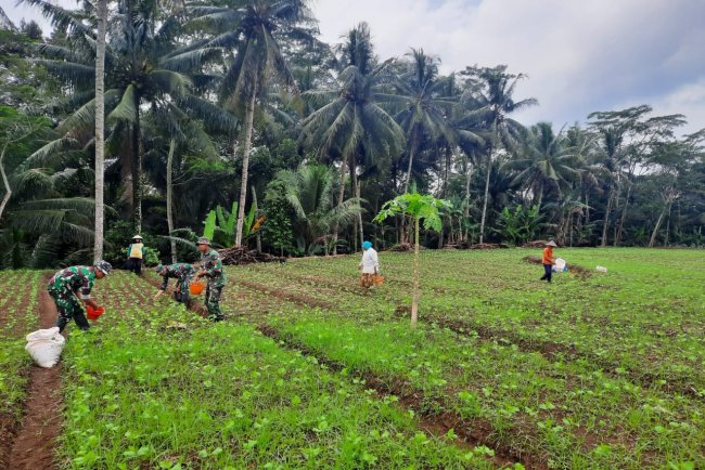 Koramil 03 Wanadadi Bersama Kelompok Tani Desa Karangkemiri Laksanakan Pemupukan Tanaman Edamame