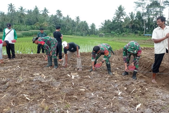 Babinsa Bersama Petani Wujudkan Ketahanan Pangan Lewat Penanaman Jagung