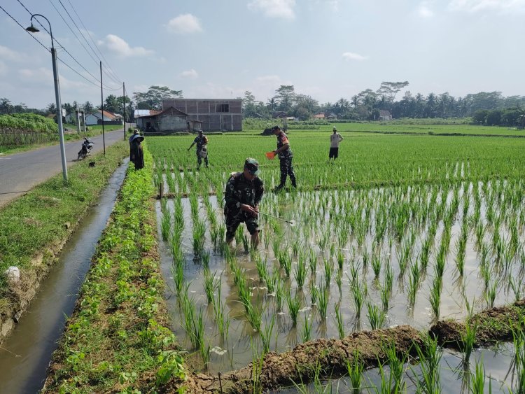 Kemanunggalan TNI dan Petani, Koramil 15 Rakit Turun Langsung Bantu Pemupukan Padi