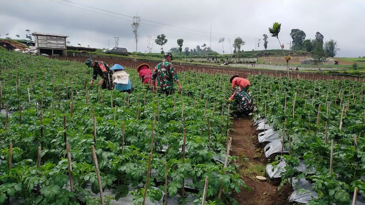 Maksimalkan Hasil Panen Babinsa Bantu Petani Lakukan Penyiangan Kentang