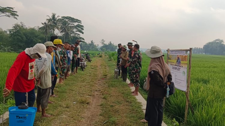 Koramil 09 Susukan Bersinergi Dengan BPP Membantu Petani Dalam Pengendalian Hama Wereng
