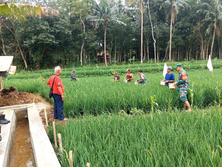 Babinsa Dampingi Petani Laksanakan Pemupukan Tanaman Padi