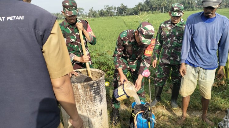 Koramil Bersama Dengan Bpp Mendampingi Petani Penyemprotan Pengendalian Hama Wereng Coklat