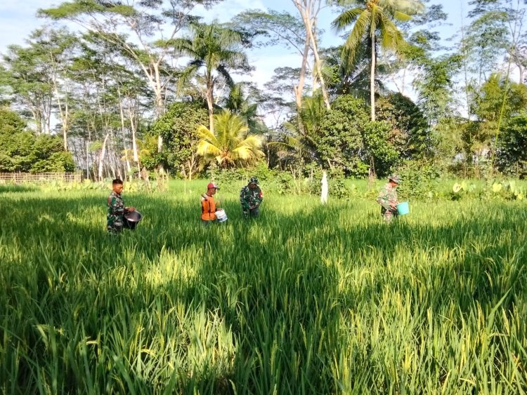 Danramil Dan Babinsa Bantu Petani Pupuk Padi Guna Meningkatkan Hasil Panen Padi Agar Lebih Baik