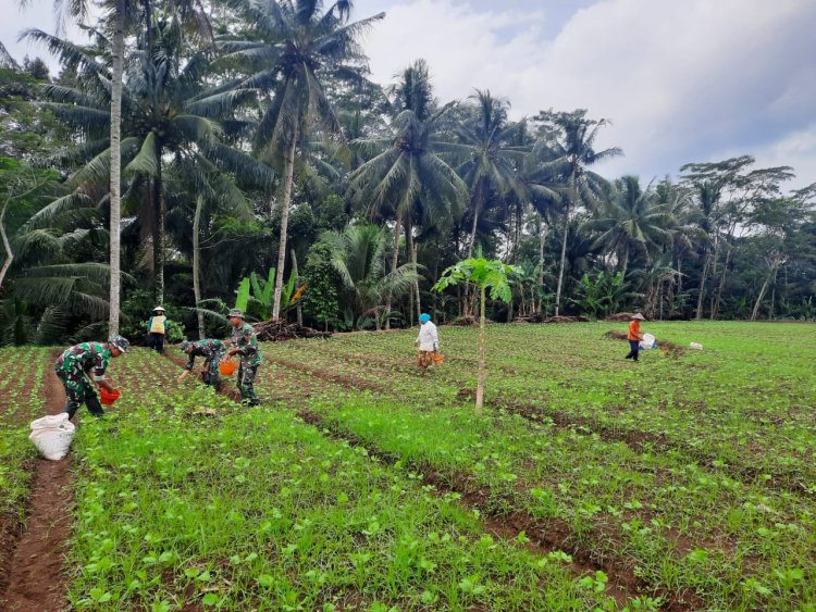 Koramil 03 Wanadadi Bersama Kelompok Tani Desa Karangkemiri Laksanakan Pemupukan Tanaman Edamame
