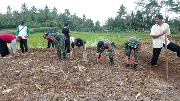 Babinsa Bersama Petani Wujudkan Ketahanan Pangan Lewat Penanaman Jagung