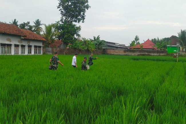 Babinsa Koramil 15 Rakit Bersama Petani Lengkong Gelar Pemupukan Padi