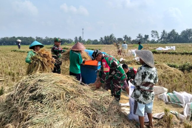 Sukseskan Ketahanan Pangan, Babinsa Koramil 07 Mandiraja Bantu Petani Panen Padi