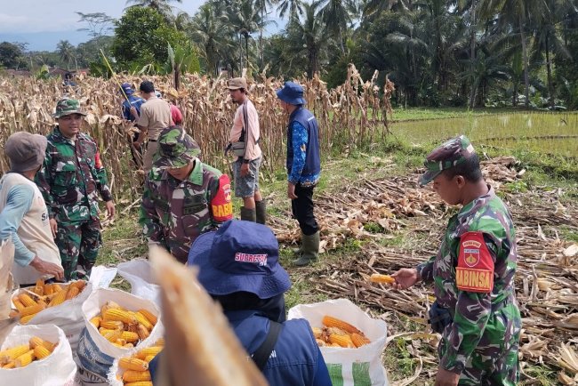 Panen jagung bersama babinsa