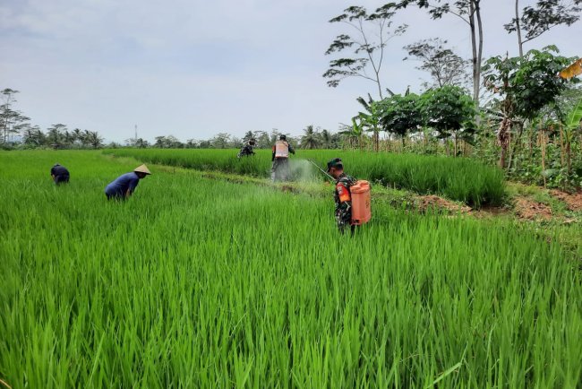 Koramil 03 Wanadadi Bersama Petani Gelar Gerdal Kendalikan Hama Padi di Desa Medayu