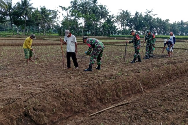 Program Unggulan Kasad Ketahanan Pangan Babinsa Koramil  02 Klampok  Mendampingi Petani
