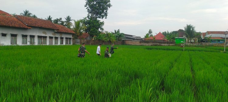 Babinsa Koramil 15 Rakit Bersama Petani Lengkong Gelar Pemupukan Padi