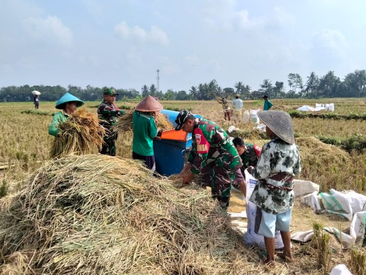 Sukseskan Ketahanan Pangan, Babinsa Koramil 07 Mandiraja Bantu Petani Panen Padi