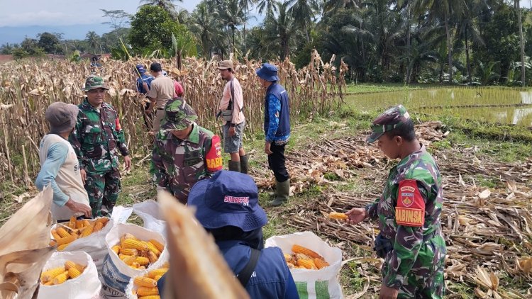 Panen jagung bersama babinsa