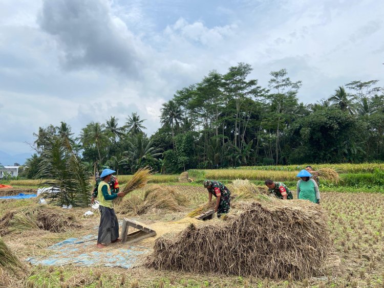 Peran Babinsa Koramil 01 Banjarnegara Dalam Membantu Panen Padi