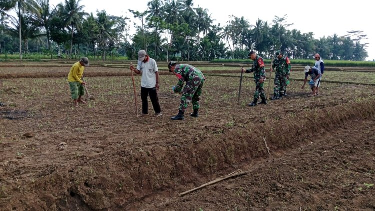 Program Unggulan Kasad Ketahanan Pangan Babinsa Koramil  02 Klampok  Mendampingi Petani