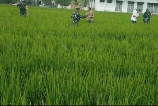 Pemupukan Tanaman Padi Menentukan Hasil Panen