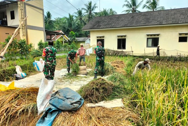 Babinsa Bantu Petani Panen Padi di Wilayah Binaan