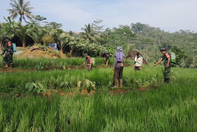 Wujudkan Ketahanan Pangan Babinsa Koramil 04 Karangkobar Bantu Petani Semprot Tanaman Padi