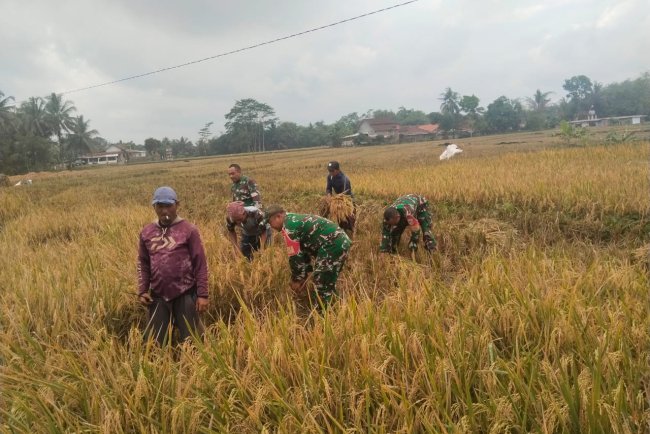 Sukseskan Ketahanan Pangan Babinsa Koramil 07 Mandiraja Bantu Petani Panen Padi