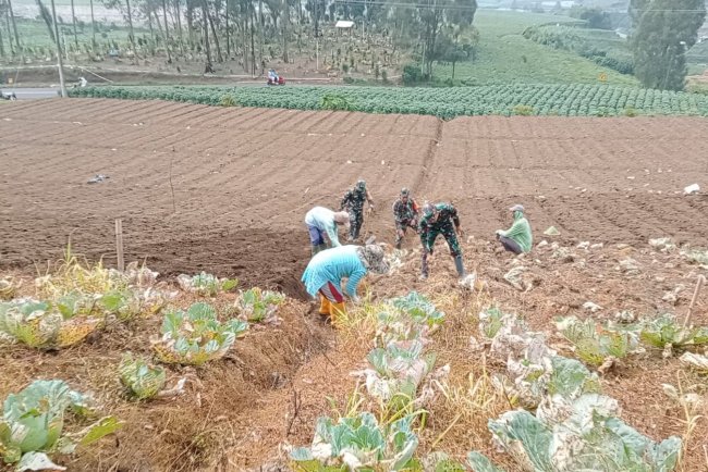 Wujud Nyata Sukseskan Ketahan Pangan Koramil 05 Batur Bantu Petani Olah Lahan
