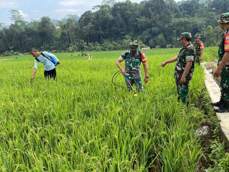 Danramil 12 Sigaluh Bersama Babinsa, Petani Dan PPL laksanakan Penyemprotan Hama Padi