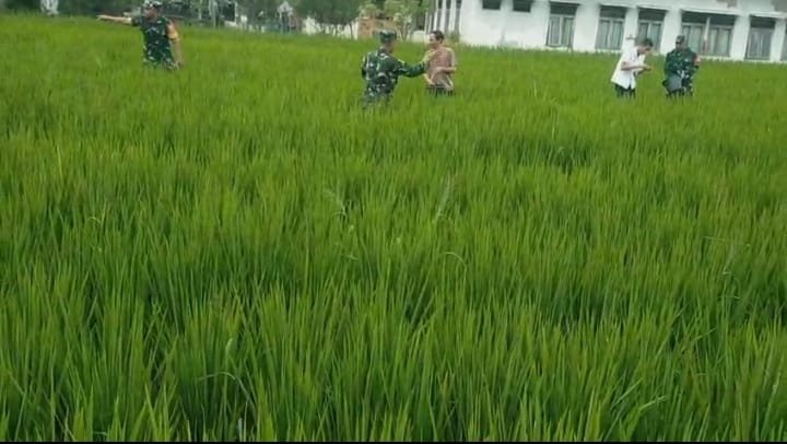 Pemupukan Tanaman Padi Menentukan Hasil Panen