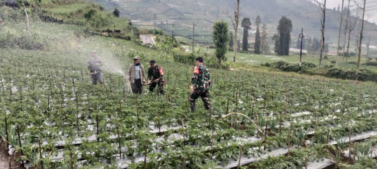Maksimalkan Hasil Panen Koramil 05 Batur Bantu Penyemprotan Pestisida Tanaman Kentang