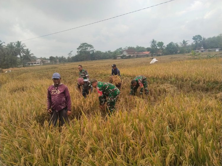 Sukseskan Ketahanan Pangan Babinsa Koramil 07 Mandiraja Bantu Petani Panen Padi