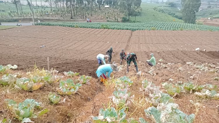 Wujud Nyata Sukseskan Ketahan Pangan Koramil 05 Batur Bantu Petani Olah Lahan