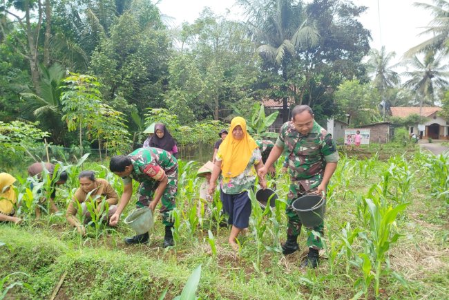 Swasembada Pangan Babinsa bantu Petani Memupuk Tanaman Jagung
