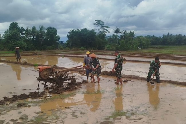 Babinsa Bergelut Dengan Traktor Olah Lahan Bersama Petani