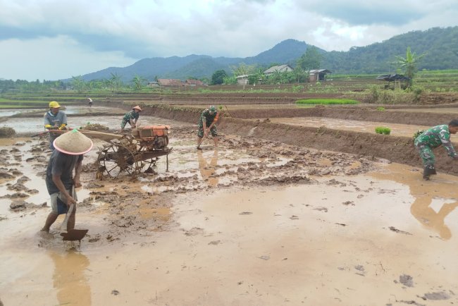BABINSA BERGELUT DENGAN TRAKTOR OLAH LAHAN BERSAMA PETANI