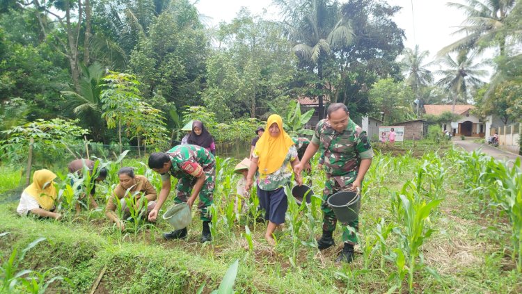 Swasembada Pangan Babinsa bantu Petani Memupuk Tanaman Jagung