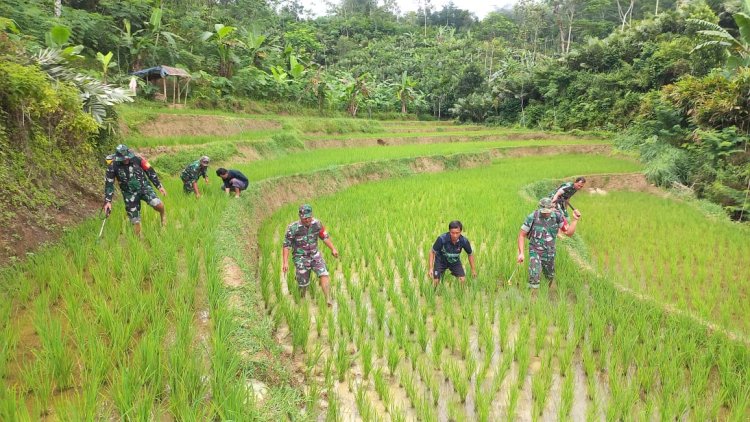 Wujudkan Ketahanan Pangan Babinsa Bantu Petani Semprot Tanaman Padi