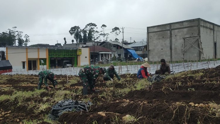 Koramil 05 Batur Bantu Panen Kentang