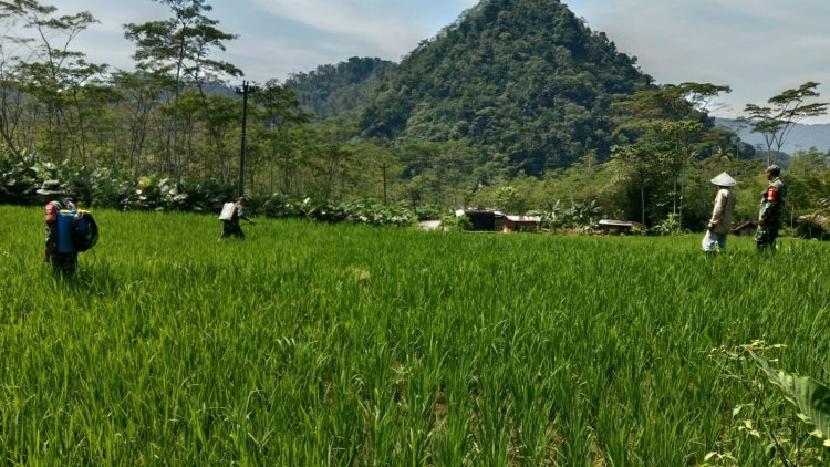 Babinsa Bantu Petani Lakukan Penyemprotan Hama Padi