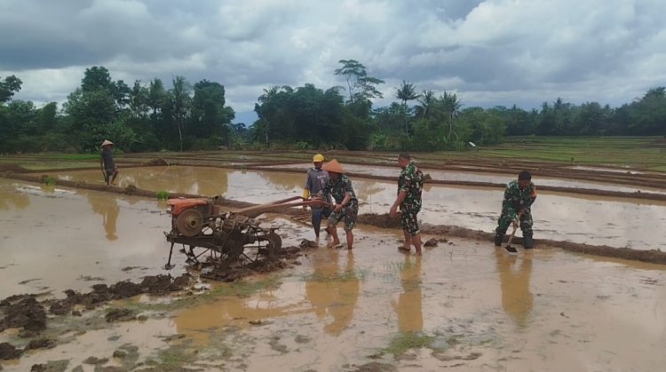 Babinsa Bergelut Dengan Traktor Olah Lahan Bersama Petani