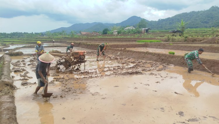 BABINSA BERGELUT DENGAN TRAKTOR OLAH LAHAN BERSAMA PETANI