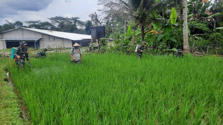 Koramil 03 Wanadadi Laksanakan Penyemprotan Pengendali Wereng